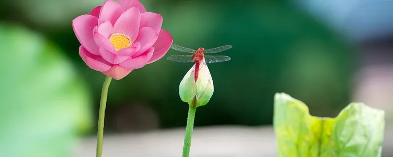 四面荷花三面柳的下一句 四面荷花三面柳出自哪里
