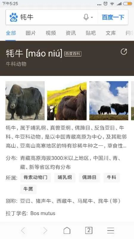 牦牛的图片