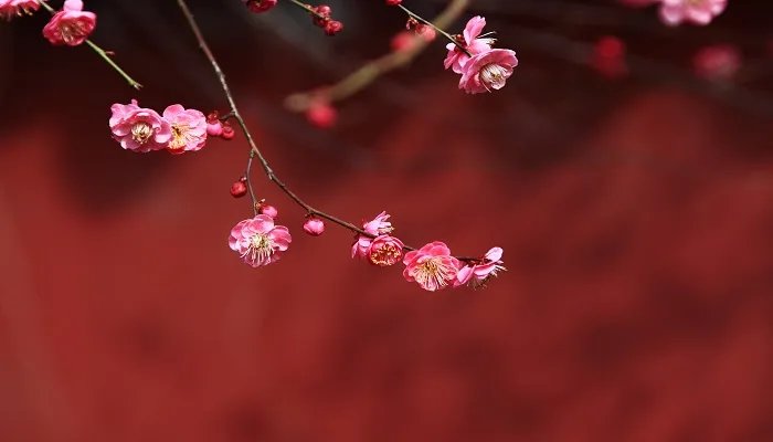聊赠一枝春真正意思 聊赠一枝春可以用于什么场合