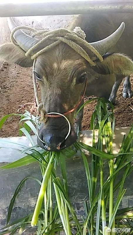 提问:如今农村养殖业跟特色种植业哪个发展前景更好?