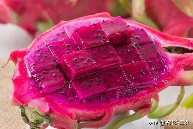 火龙果的种植方法?