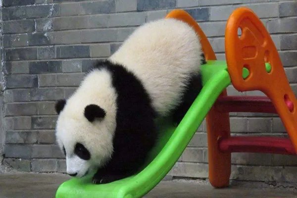 世界十大珍稀动物 大熊猫仅第五远东豹第一仅存40只