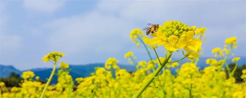 油菜花什么时候开