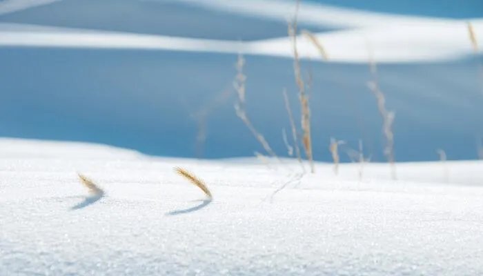 沁园春雪全诗