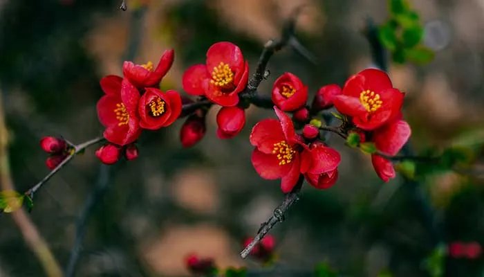 海棠花的养殖方法和注意事项 海棠花的养殖方法和注意事项有哪些