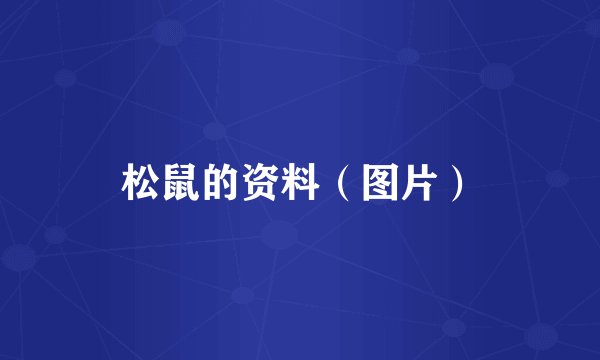 松鼠的资料（图片）
