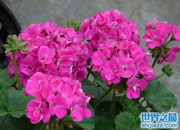夏天家里放一物绝对没蚊子,还能装饰房间(一举两得)