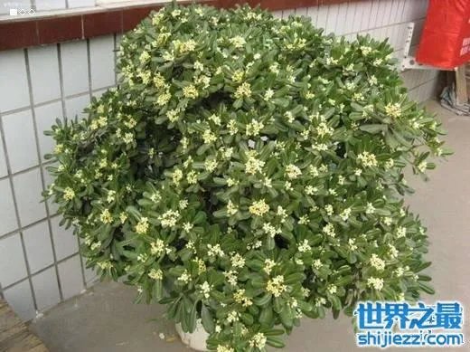 夏天家里放一物绝对没蚊子,还能装饰房间(一举两得)