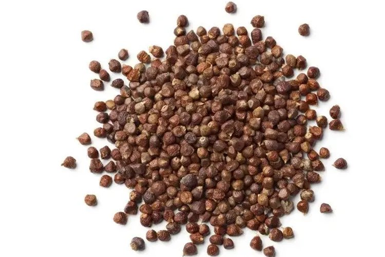 吴茱萸图片
