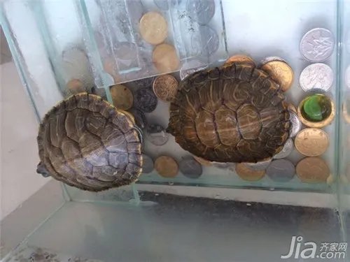 乌龟吃什么食物?乌龟食物解析
