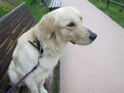 狂犬病发作还有意识吗 狂犬病的早期症状
