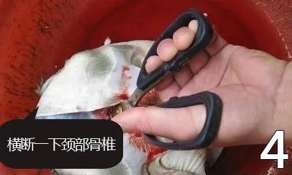杀甲鱼(王八)正确杀法怎么杀,甲鱼怎么吃?