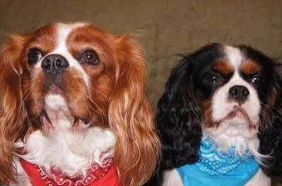 狂犬病发作还有意识吗 狂犬病的早期症状