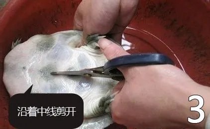 杀甲鱼(王八)正确杀法怎么杀,甲鱼怎么吃?