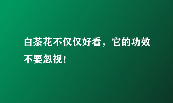 白茶花不仅仅好看，它的功效不要忽视！
