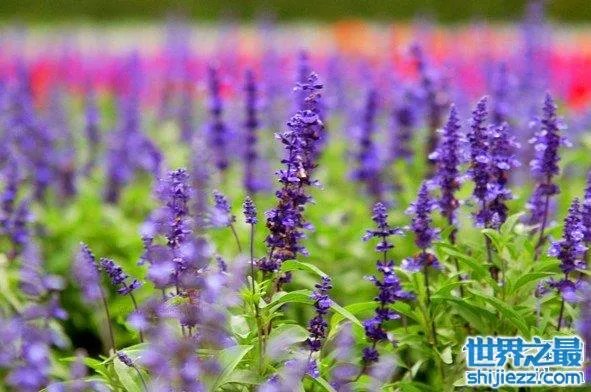 夏天家里放一物绝对没蚊子,还能装饰房间(一举两得)