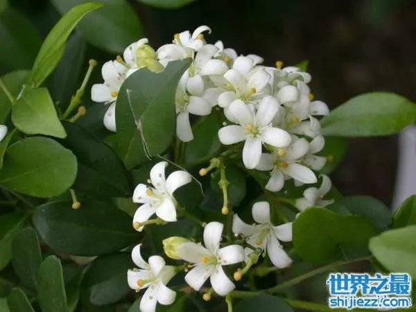 夏天家里放一物绝对没蚊子,还能装饰房间(一举两得)