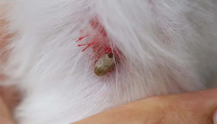 狗皮肤病有哪些 狗皮肤病怎么引起的