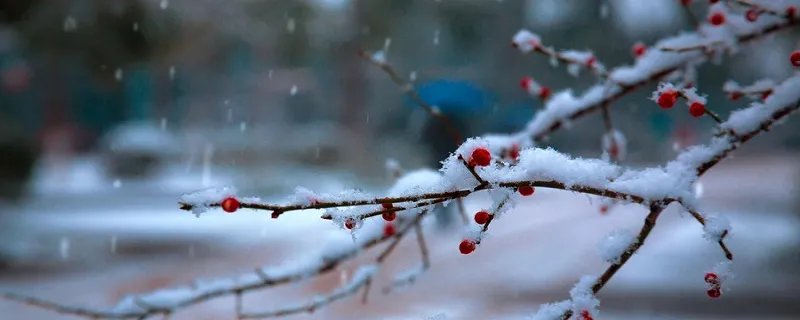 冬天开什么花 冬天开什么花有哪些