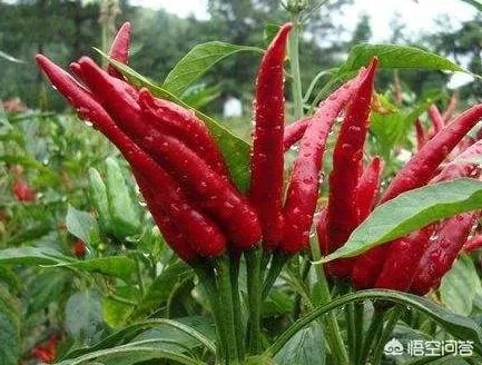 朝天椒如何种?