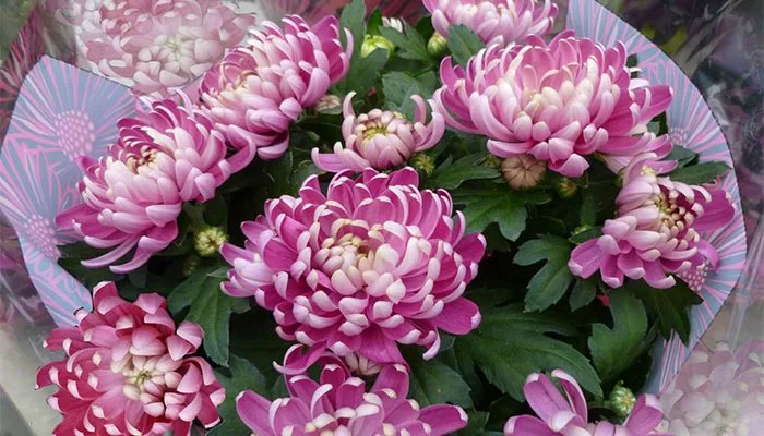 九月开什么花