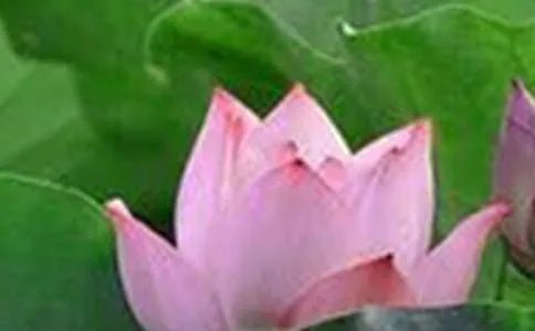 荷花手抄报内容