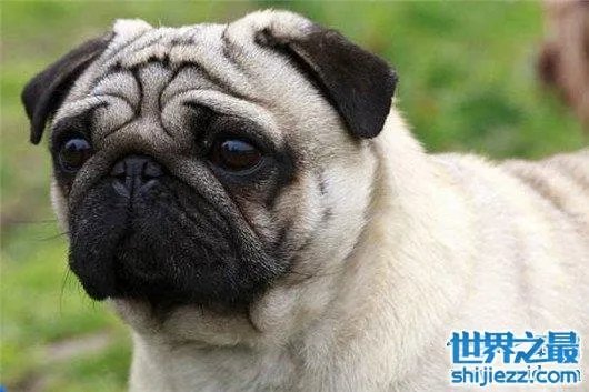 世界上最忧伤的狗,把悲伤写在了脸上