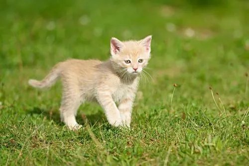猫有九条命是真的吗