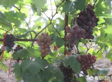 农村种植什么最合适?