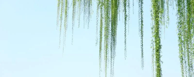 柳絮是柳树的什么 白色柳絮是指柳树的什么