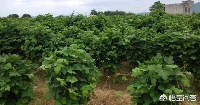 农村种植什么最合适?