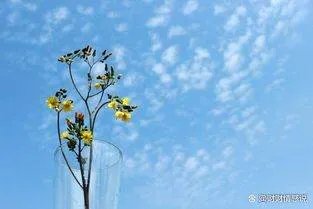 为什么说在恋爱对象的选择上互补性格会让彼此更加舒适?