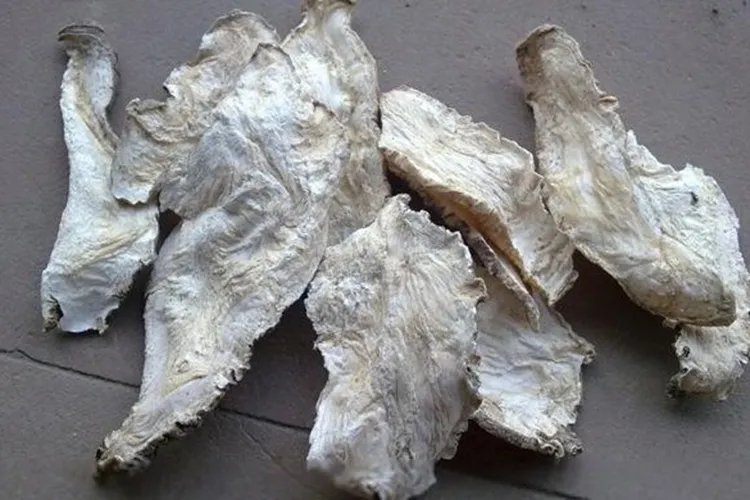 山海螺图片