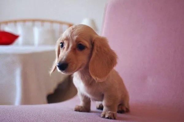 上海首例养犬人遗弃犬只案,此案情会被怎么判定?