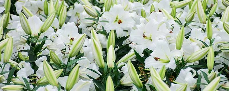 百合花的特点