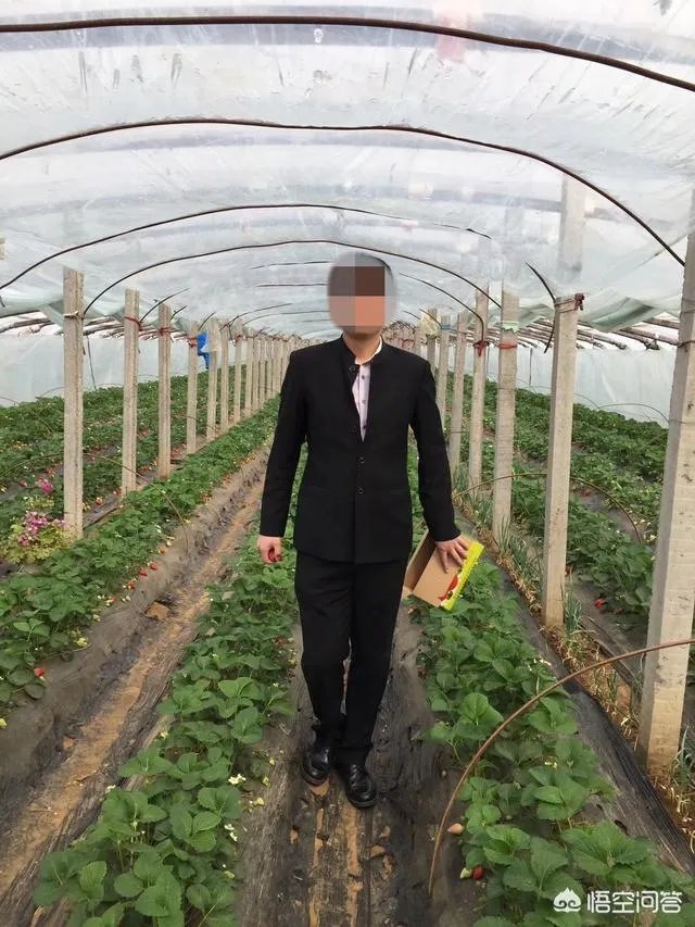 农村种植什么最合适?