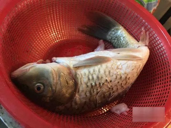 鲤鱼做法