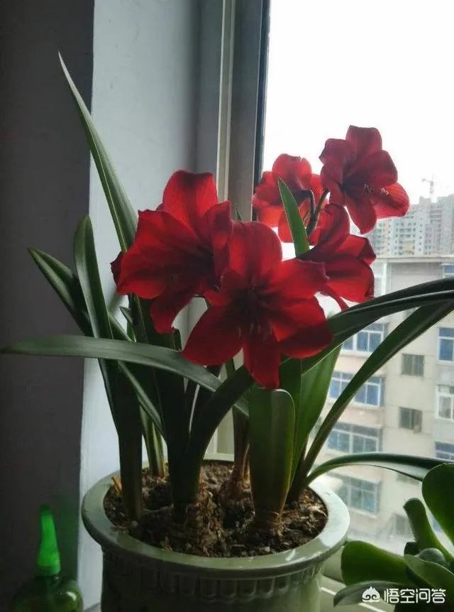 朱顶红和对红有什么区别?如何区分?