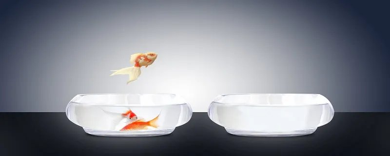 小金鱼怎么养