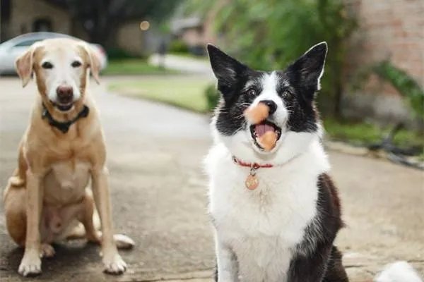泉州酒店搜救犬贝贝四肢感染,搜救犬在救援过程中发挥着怎样的作用?