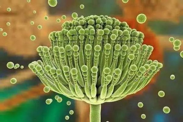 一家9口聚餐食物中毒7人死亡,他们到底吃了什么中毒的?