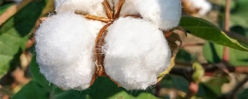 四两棉花歇后语 四两棉花歇后语的下一句