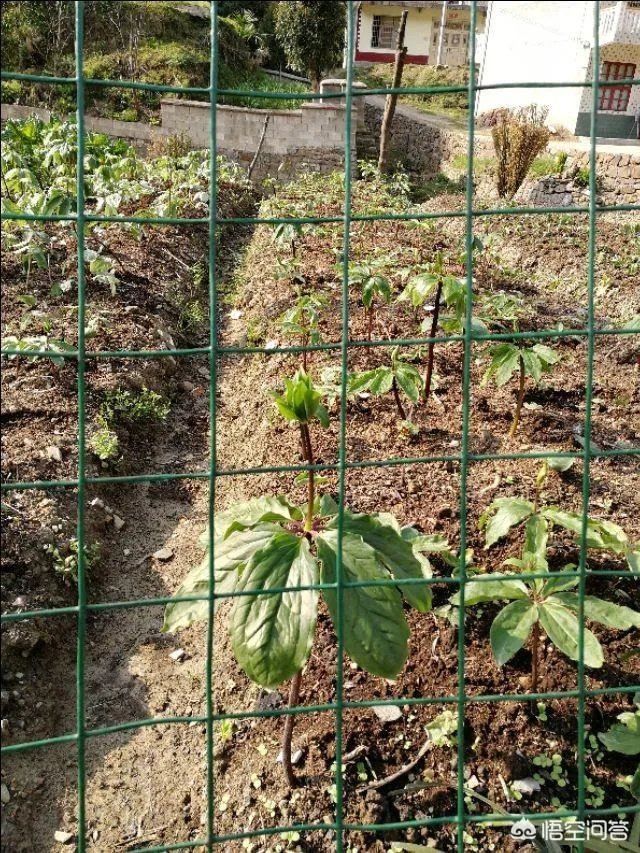农村种植什么最合适?