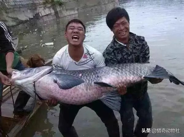 野生青鱼最大能长多少斤?100斤的青鱼要生长多少年?