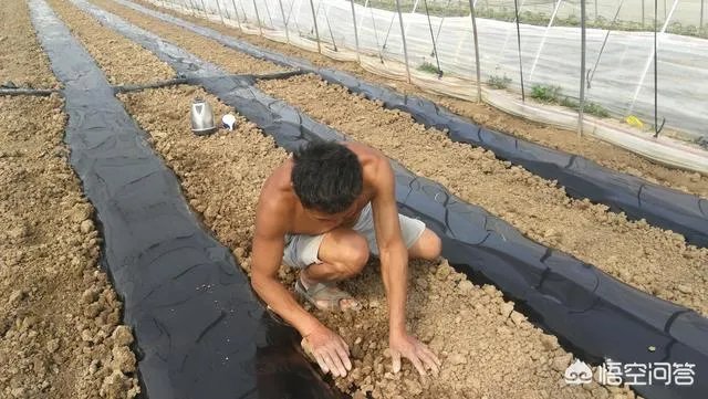 农村种植什么最合适?