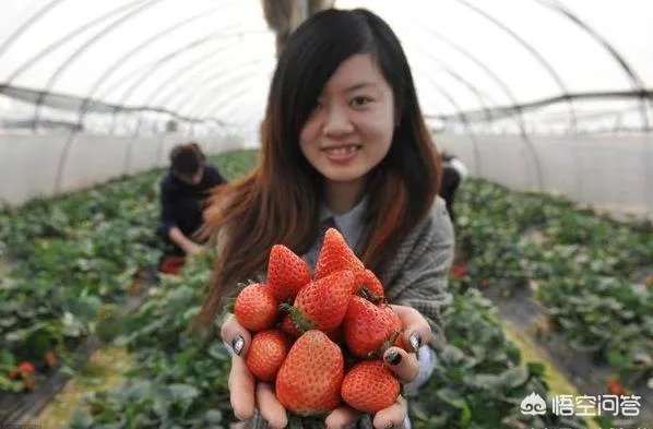 农村种植什么最合适?