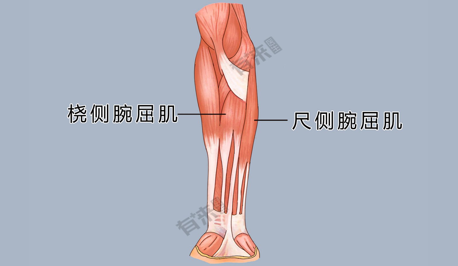 尺侧腕屈肌