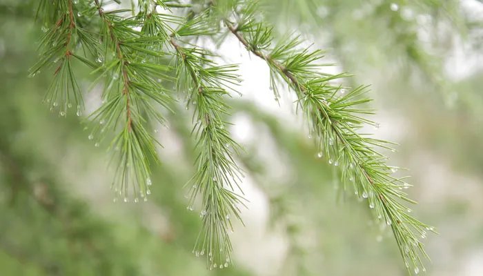 水的分子量是多少