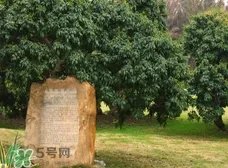 挂绿为什么只有一株?挂绿荔枝为什么不多种?