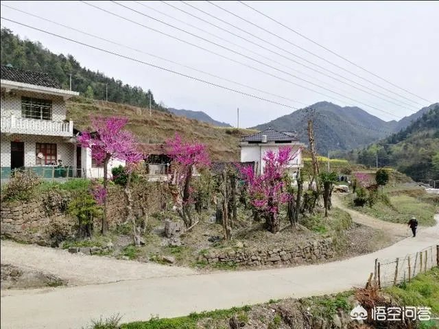 农村种植什么最合适?